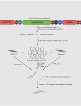 Protein Expression and Purification of the Hsp90-Cdc37-Cdk4 Kinase  Complex from <em>Saccharomyces cerevisiae</em>