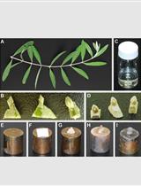 Scanning Electron Microscope (SEM) Imaging to Determine  Inflorescence Initiation and Development in Olive