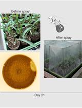 Large-scale Maize Seedling Infection with Exserohilum turcicum in the Greenhouse