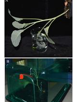 Capturing Z-stacked Confocal Images of Living Bacteria  Entering Hydathode Pores of Cauliflower