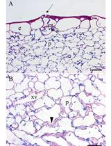 Histochemical Preparations to Depict the Structure of Cauliflower Leaf Hydathodes