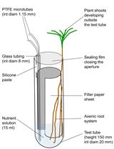 在培养的外生菌根真菌和植物之间建立共生界面以示踪真菌磷酸盐代谢
