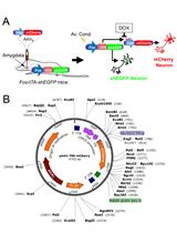 Labeling Aversive Memory Trace in Mouse Using a Doxycycline-inducible Expression System
