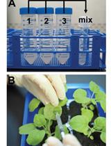 Trimolecular Fluorescence Complementation (TriFC) Assay for  Direct Visualization of RNA-Protein Interaction in planta