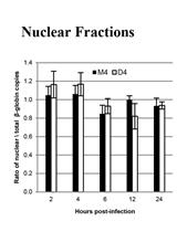 NP-40 Fractionation and Nucleic Acid Extraction in Mammalian Cells
