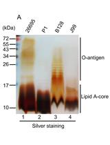 Crude Preparation of Lipopolysaccharide from <em>Helicobacter pylori</em>  for Silver Staining and Western Blot