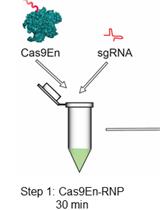 使用精氨酸功能化金纳米粒子进行CRISPR/Cas9-核糖核蛋白的细胞溶质和细胞核递送以用于基因编辑