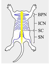 Isolation and Purification of Schwann Cells from Spinal Nerves of Neonatal Rat