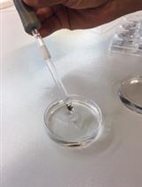 Uptake Assays in Xenopus laevis Oocytes Using Liquid Chromatography-mass  Spectrometry to Detect Transport Activity