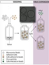 能产生高滴度、遗传稳定、临床分离人巨细胞病毒的一种生物反应器方法