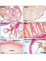 Histochemical Staining of Collagen and Identification of Its Subtypes by  Picrosirius Red Dye in Mouse Reproductive Tissues