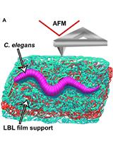 Nematode Epicuticle Visualisation by PeakForce Tapping Atomic Force Microscopy