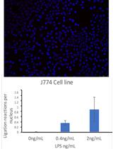 Proximal Ligation Assay (PLA) on Lung Tissue and Cultured  Macrophages to Demonstrate Protein-protein Interaction