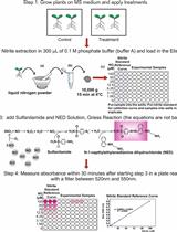 Detection of Nitric Oxide and Determination of Nitrite Concentrations in Arabidopsis thaliana and Azospirilum brasilense