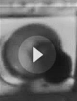 使用累积时间曲线对STFP中的口味偏好进行敏感估计