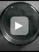 Locomotor Assay in Drosophila melanogaster