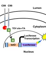 Detection of Membrane Protein Interactions by Cell-based Tango Assays