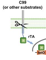 γ-Secretase Epsilon-cleavage Assay