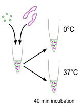 Cell-free Fluorescent Intra-Golgi Retrograde Vesicle Trafficking Assay