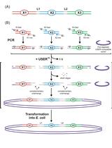 Design and Direct Assembly of Synthesized Uracil-containing Non-clonal  DNA Fragments into Vectors by USERTM Cloning