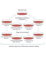 An Affinity-directed Protein Missile (AdPROM) System for Targeted  Destruction of Endogenous Proteins