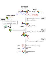 使用CRISPR核糖核蛋白的体外工程DNA结合分子介导的染色质免疫沉淀（体外enChIP）结合下一代测序（体外enChIP-Seq）用于染色体相互作用的鉴定