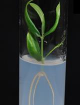 Generation and Selection of Transgenic Olive Plants