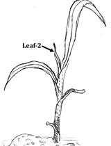 Estimation of Silica Cell Silicification Level in Grass Leaves Using in situ Charring Method