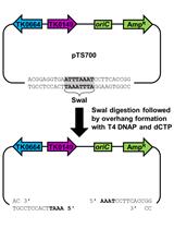 超嗜热古细菌Thermococcus kodakarensis的无标记基因编辑