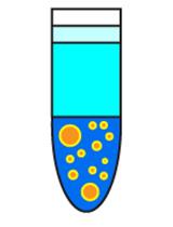 Cell-free Generation of COPII-coated Procollagen I Carriers