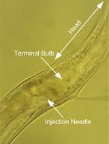 Infection of Caenorhabditis elegans with Vesicular Stomatitis Virus via Microinjection