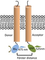 Bioluminescence Resonance Energy Transfer (BRET) Assay for  Determination of Molecular Interactions in Living Cells