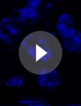 Combination of Fluorescent in situ Hybridization (FISH) and Immunofluorescence Imaging for Detection of Cytokine Expression in Microglia/Macrophage Cells