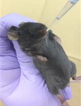 Instillation of Particulate Suspensions to the Lungs