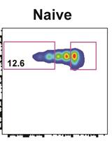 In vitro Homeostatic Proliferation of Human CD8 T Cells