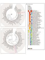 Brief Protocol for EDGE Bioinformatics: Analyzing Microbial and Metagenomic NGS Data