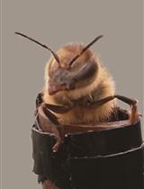 Proboscis Extension Reflex in <em>Apis mellifera</em> [Honeybee] with Only One Antenna