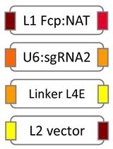 通过CRISPR-Cas精确诱导双等位基因缺失以对硅藻进行基因组编辑