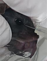 In vivo Leukemogenesis Model Using Retrovirus Transduction