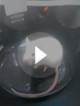 福尔马林小鼠疼痛模型