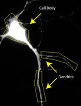 A Novel Protocol to Quantitatively Measure the Endocytic Trafficking of Amyloid Precursor Protein (APP) in Polarized Primary Neurons with Sub-cellular Resolution