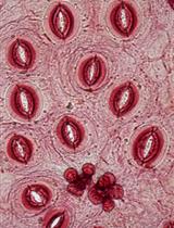 Automatic Leaf Epidermis Assessment Using Fourier Descriptors in Texture Images