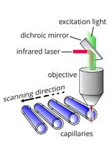 MicroScale Thermophoresis as a Tool to Study Protein-peptide Interactions in the Context of Large Eukaryotic Protein Complexes