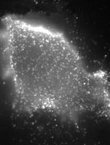 Measuring the Endocytic Recycling of Amyloid Precursor Protein (APP) in Neuro2a Cells