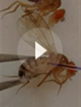 Drosophila Model of Leishmania amazonensis Infection