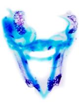 Mandibular Explant Assay for Investigating Extrinsic Stimuli on  Bone and Cartilage Development