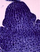 Investigating the Shape of the Shoot Apical Meristem in  Bamboo Using a Superellipse Equation