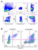Analysing Temporal Dynamics of T Cell Division in vivo Using Ki67 and  BrdU Co-labelling by Flow Cytometry