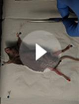 Biochemical Isolation of Myonuclei from Mouse Skeletal Muscle Tissue