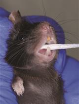 Oral Microbiome Characterization in Murine Models